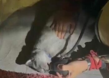Yangında kurtarılan kediye oksijen desteği ve kalp masajı