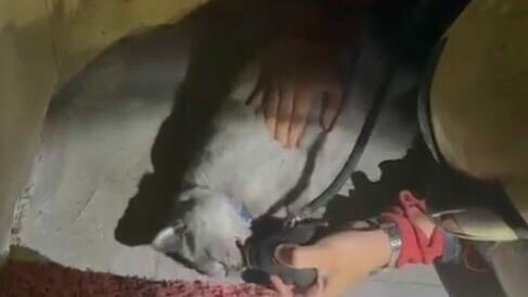 Yangında kurtarılan kediye oksijen desteği ve kalp masajı