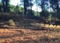 Karacaların boynuz boynuza kavgası fotokapanda