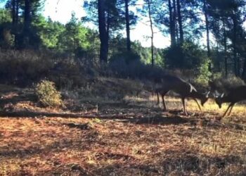 Karacaların boynuz boynuza kavgası fotokapanda