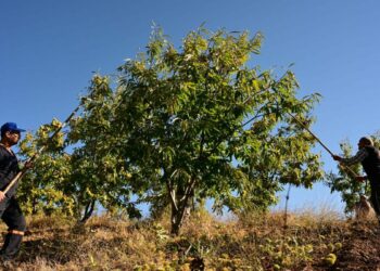 Demirci kestanesinde hasat başladı