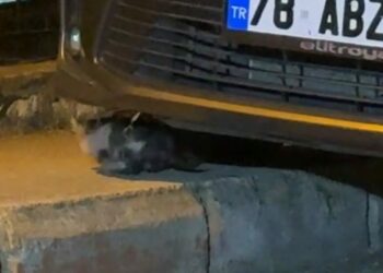 Otomobilin motor kısmına sıkışan yavru kedi kurtarıldı