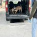 Aracın yakıt deposundaki uyuşturucuyu 'Hector' buldu