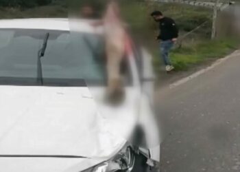 Arnavutköy’de otomobilin çarptığı at öldü: 3 kişi yaralandı