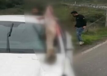 Arnavutköy’de otomobilin çarptığı at öldü: 3 kişi yaralandı