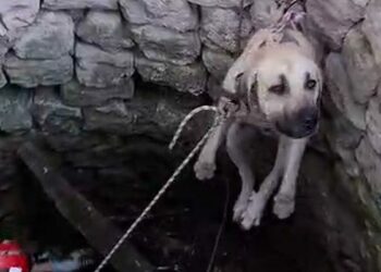 Nevşehir’de kuyuya düşen 2 köpek kurtarıldı