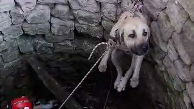 Nevşehir’de kuyuya düşen 2 köpek kurtarıldı
