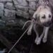 Nevşehir’de kuyuya düşen 2 köpek kurtarıldı