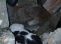 Yıkılan binanın enkazında sıkışmış halde bulunan kedi kurtarıldı