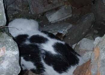 Yıkılan binanın enkazında sıkışmış halde bulunan kedi kurtarıldı