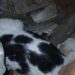 Yıkılan binanın enkazında sıkışmış halde bulunan kedi kurtarıldı