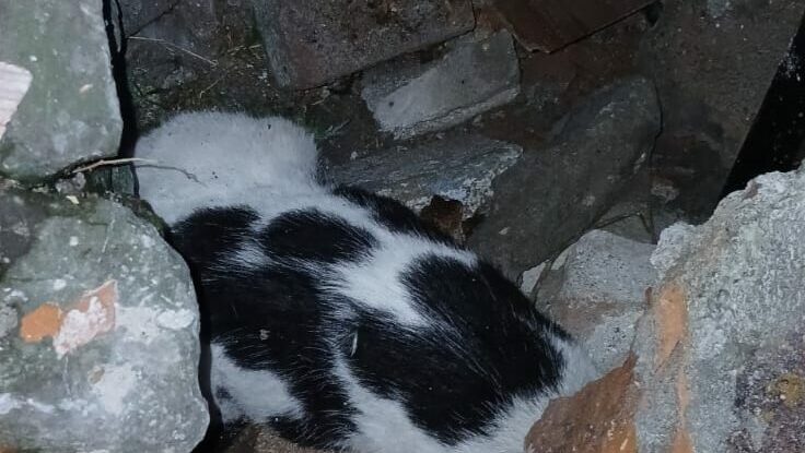 Yıkılan binanın enkazında sıkışmış halde bulunan kedi kurtarıldı