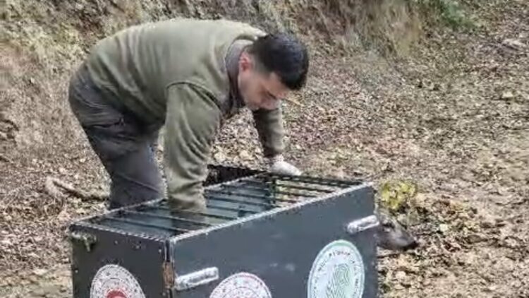 Otomobilin çarptığı karaca, tedavisi sonrası doğaya bırakıldı