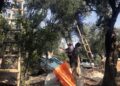 Mardin’in tescilli Derik zeytininde hasat başladı