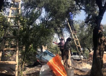 Mardin’in tescilli Derik zeytininde hasat başladı