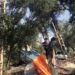 Mardin’in tescilli Derik zeytininde hasat başladı