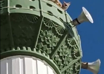 Tilki minareye çıktı