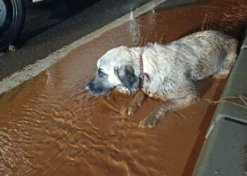 Arka bacakları kırık köpek tedaviye alındı