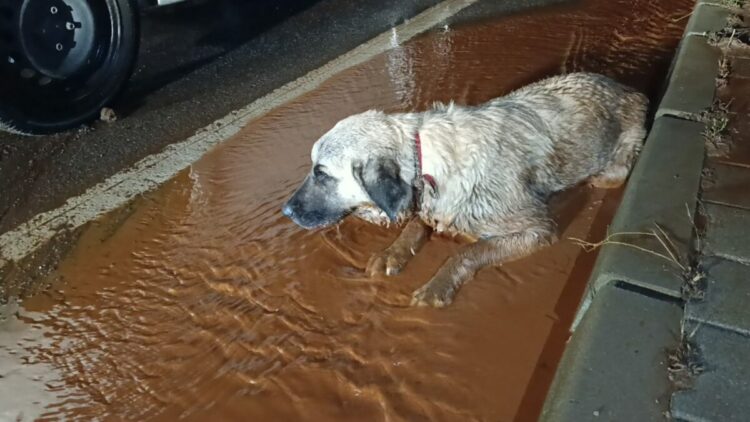 Arka bacakları kırık köpek tedaviye alındı