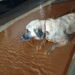 Arka bacakları kırık köpek tedaviye alındı