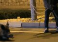 Otomobilin çarptığı yaban domuzunu kementle yol kenarına çekmeye çalıştı