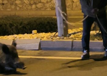 Otomobilin çarptığı yaban domuzunu kementle yol kenarına çekmeye çalıştı