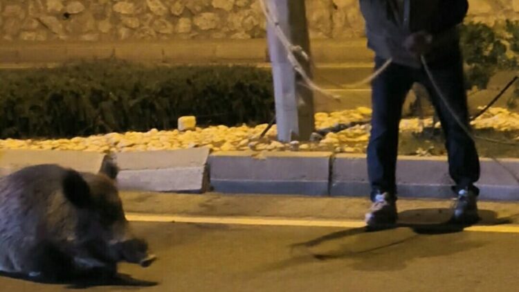 Otomobilin çarptığı yaban domuzunu kementle yol kenarına çekmeye çalıştı