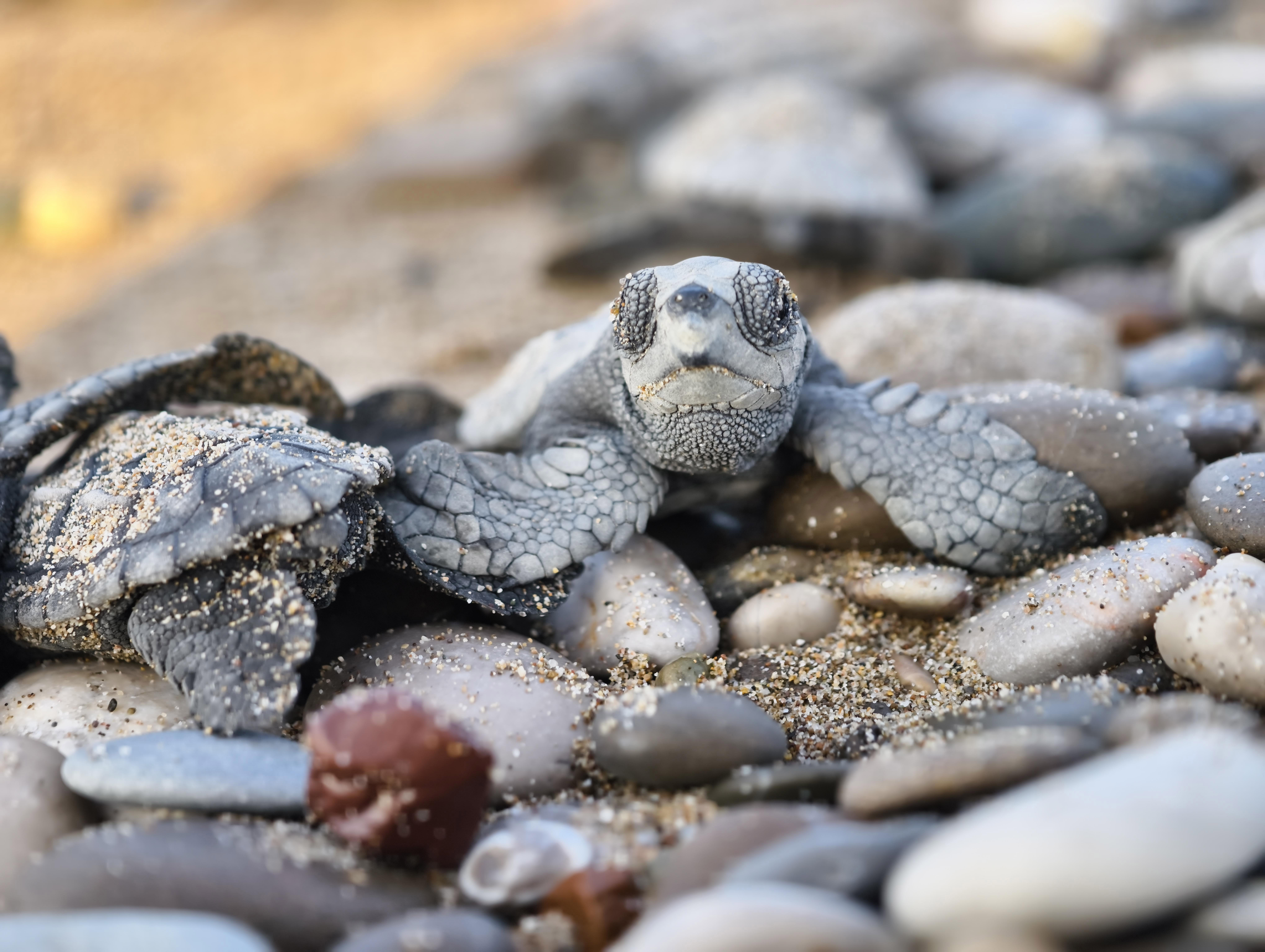 Uzay Kongresi'nin maskotu caretta caretta