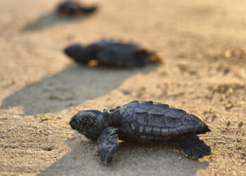 Belek'te 100 bin caretta yavrusu denize ulaştı
