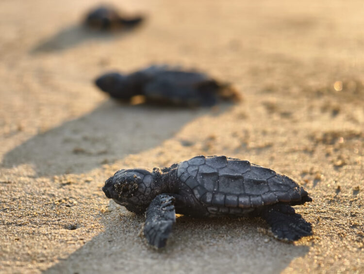 Belek'te 100 bin caretta yavrusu denize ulaştı