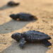 Belek'te 100 bin caretta yavrusu denize ulaştı