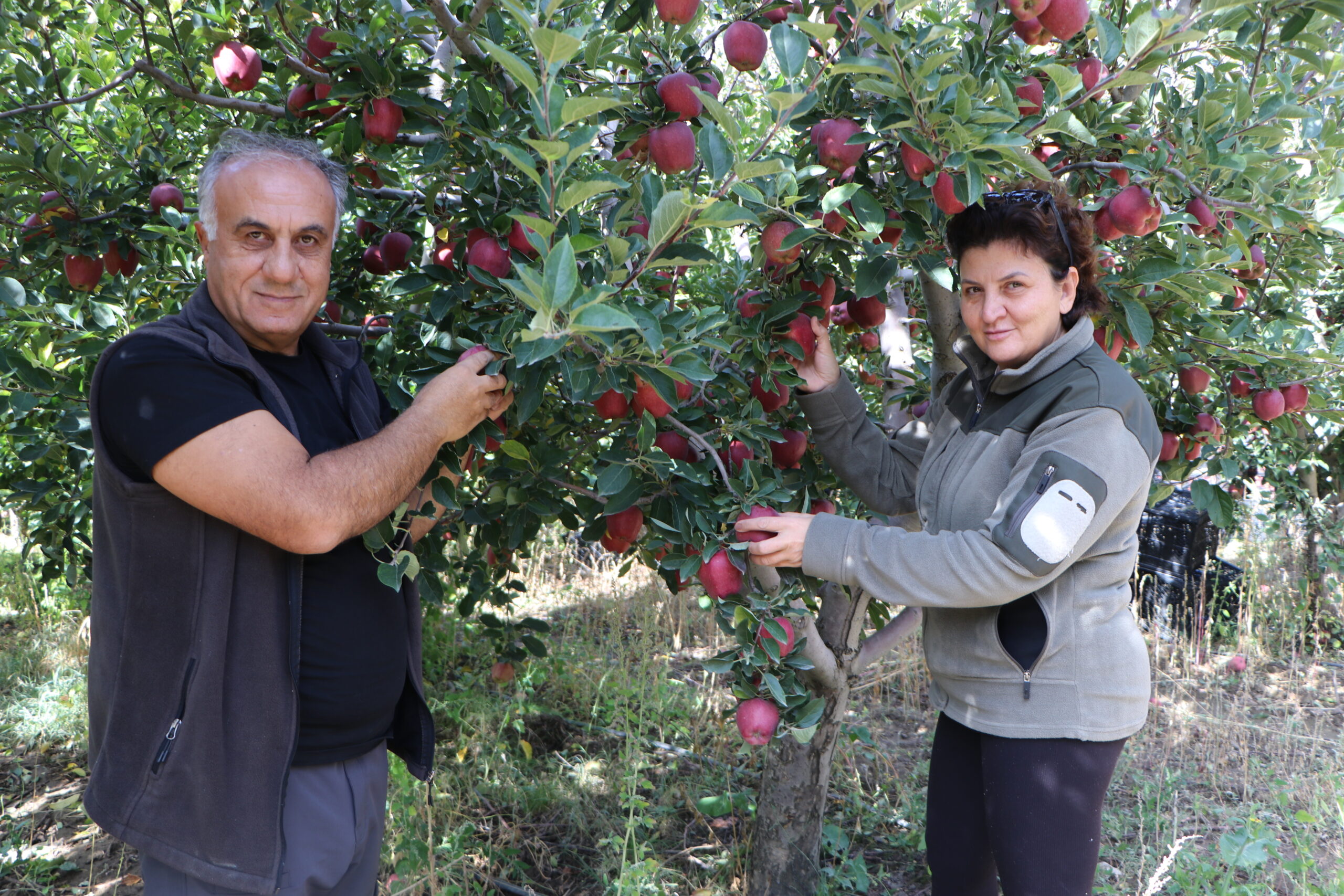 Akademisyen aile öncülük etti, Van elması sınırları aştı