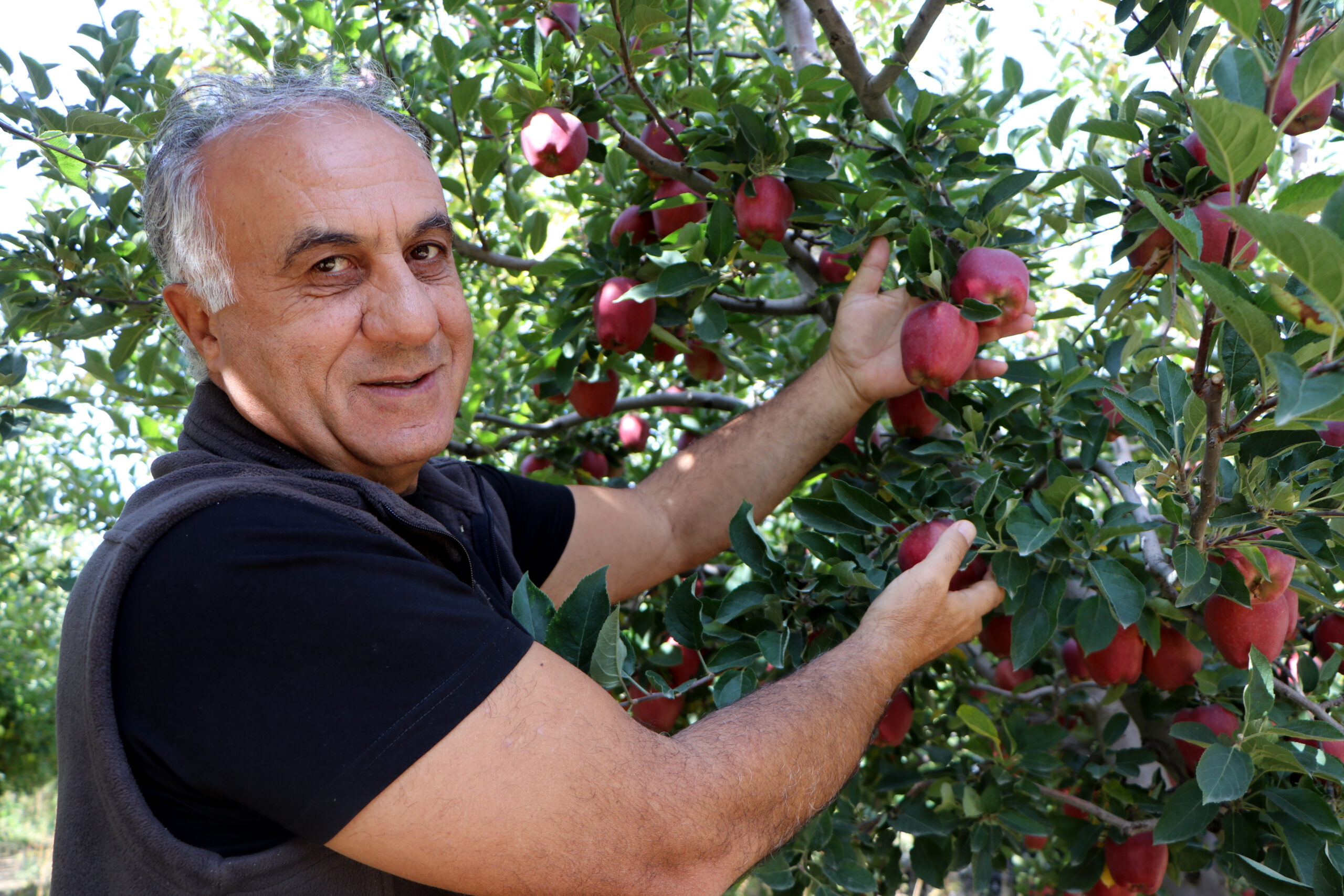 Akademisyen aile öncülük etti, Van elması sınırları aştı