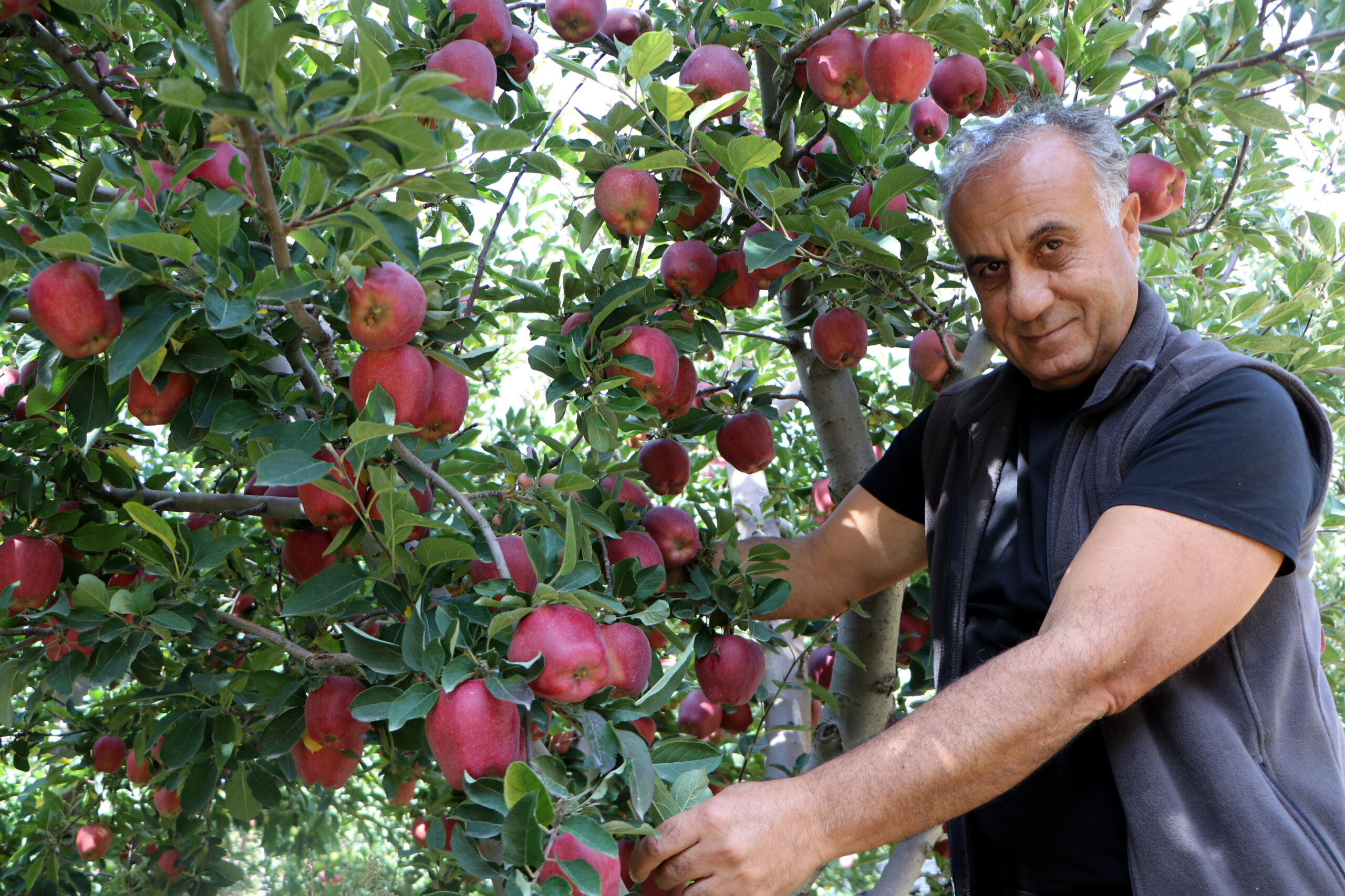 Akademisyen aile öncülük etti, Van elması sınırları aştı