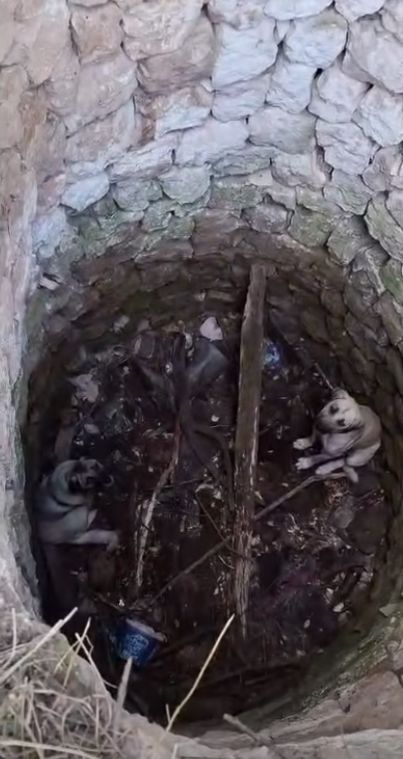 Nevşehir’de kuyuya düşen 2 köpek kurtarıldı