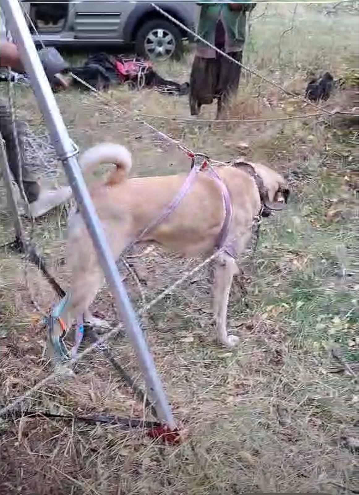 Nevşehir’de kuyuya düşen 2 köpek kurtarıldı