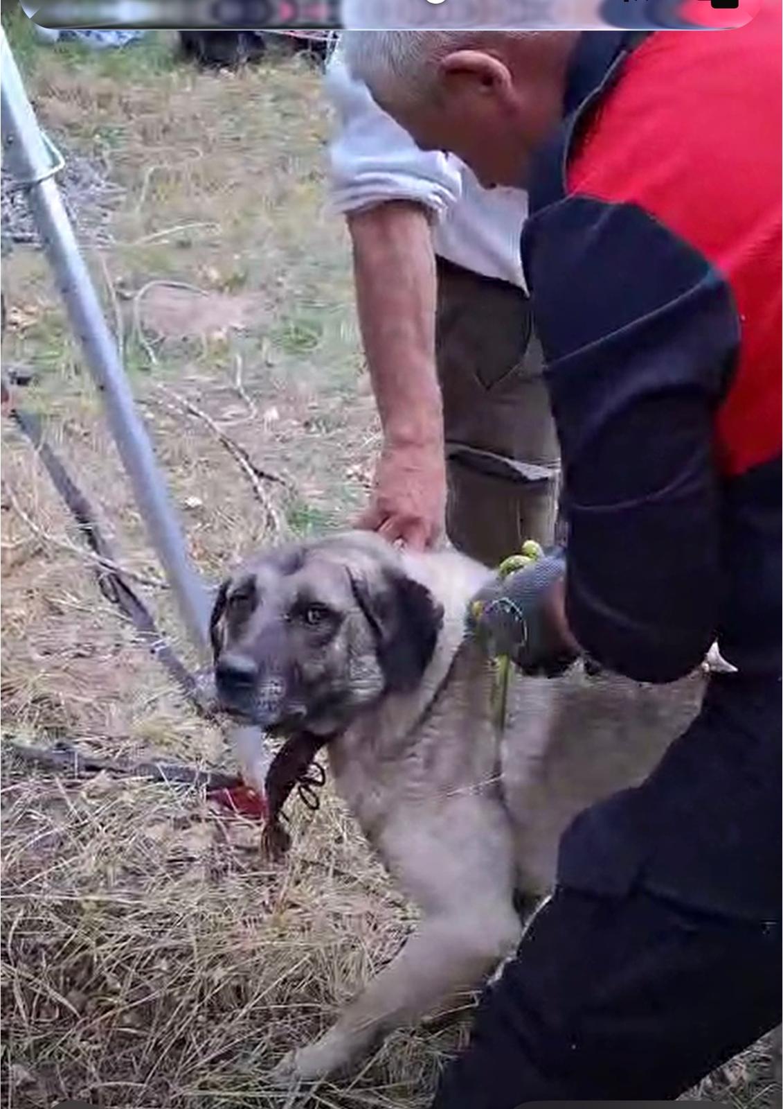Nevşehir’de kuyuya düşen 2 köpek kurtarıldı