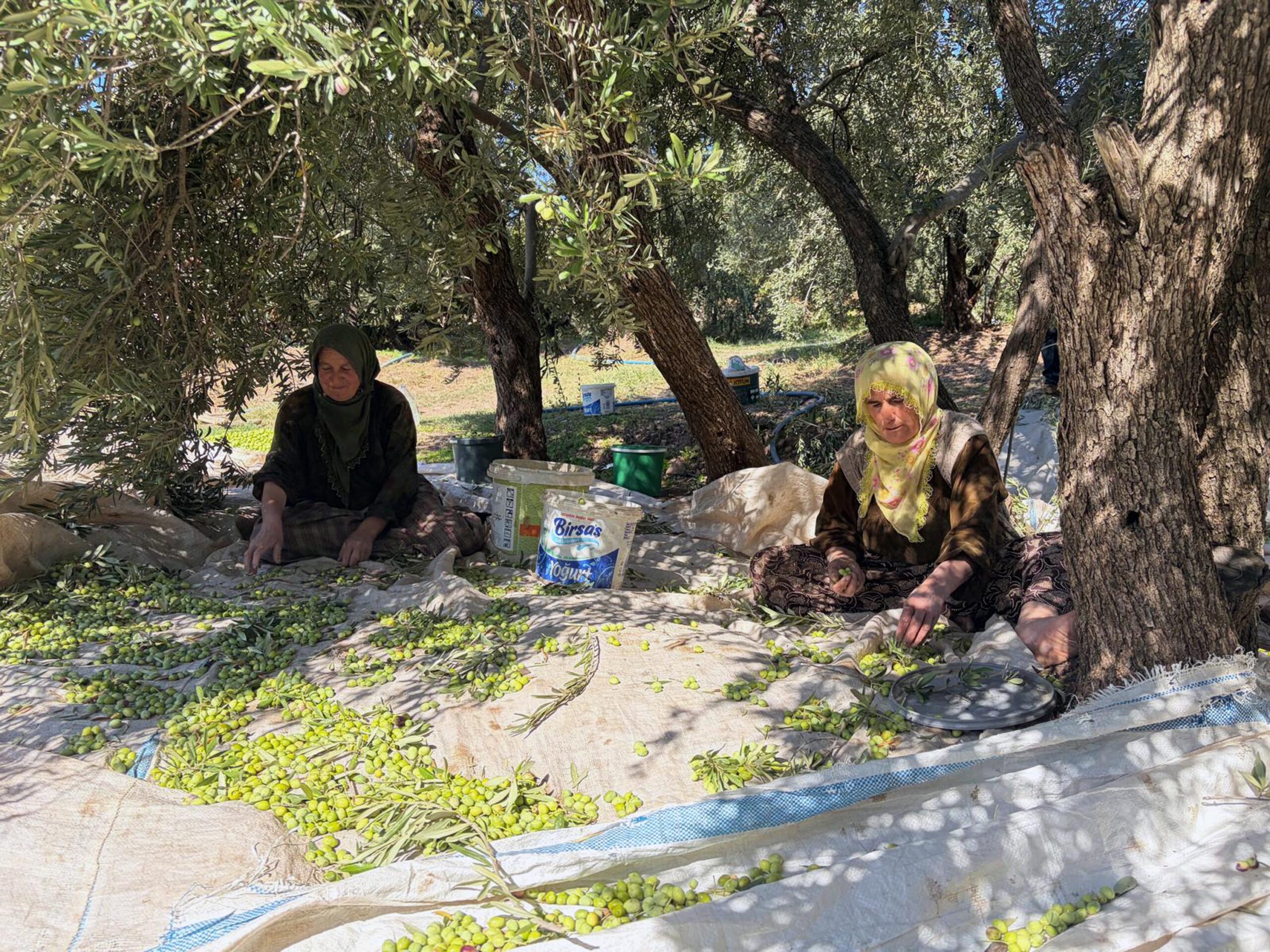 Mardin’in tescilli Derik zeytininde hasat başladı