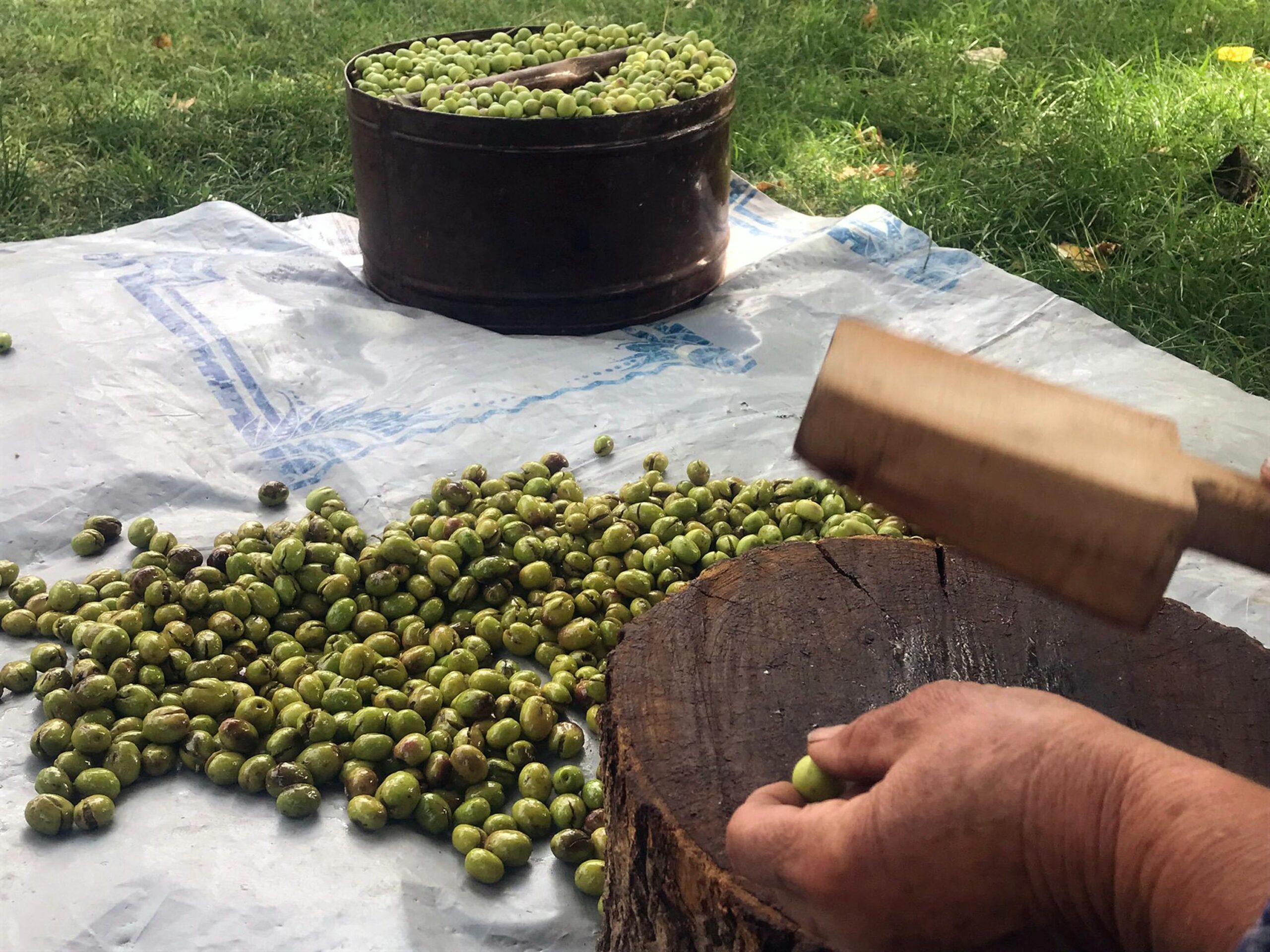 Mardin’in tescilli Derik zeytininde hasat başladı