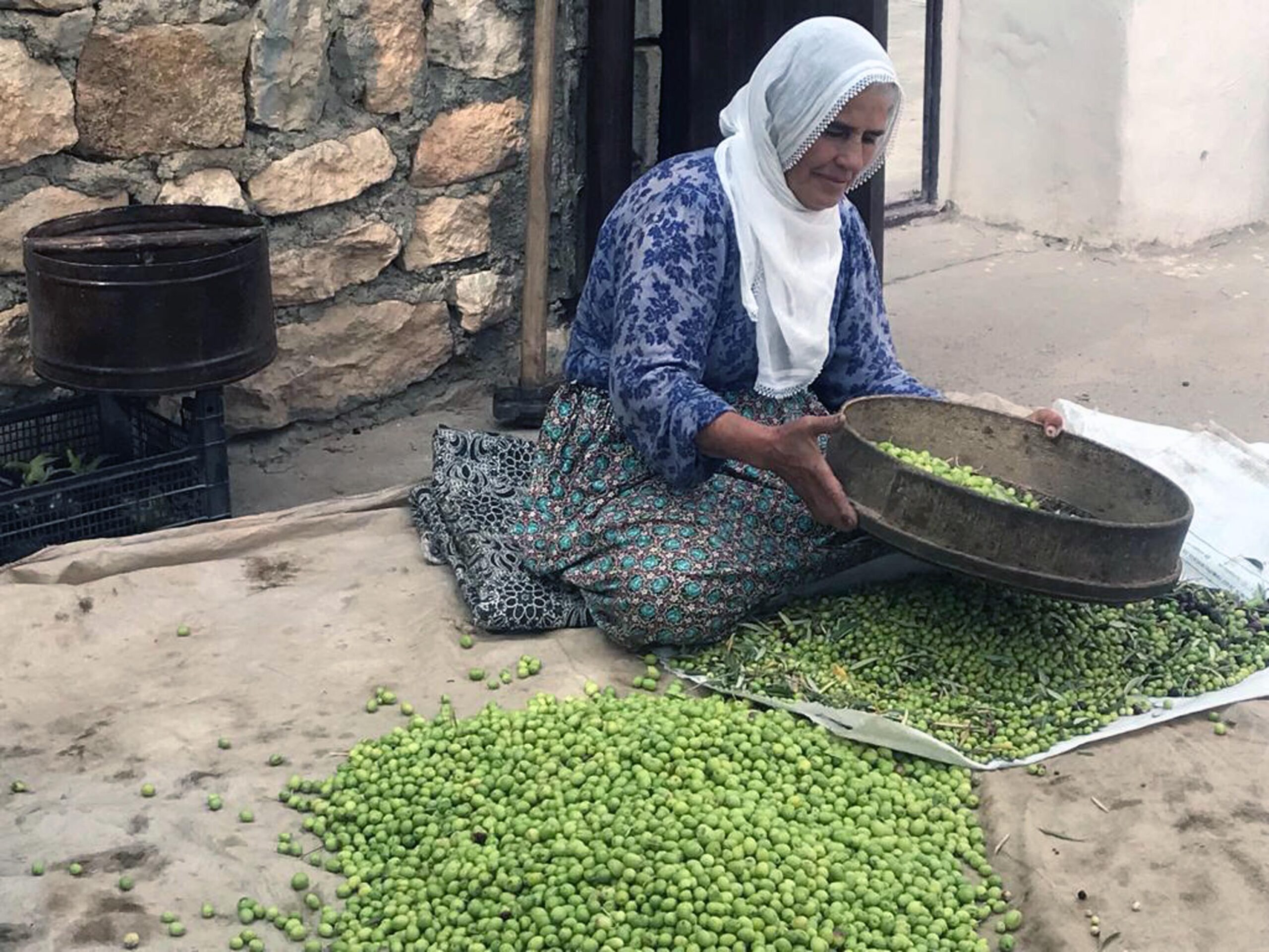 Mardin’in tescilli Derik zeytininde hasat başladı