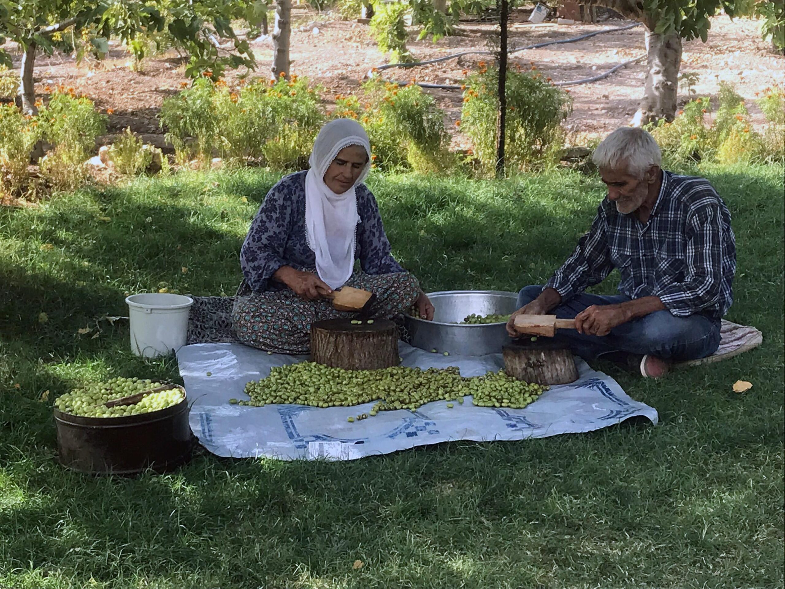 Mardin’in tescilli Derik zeytininde hasat başladı