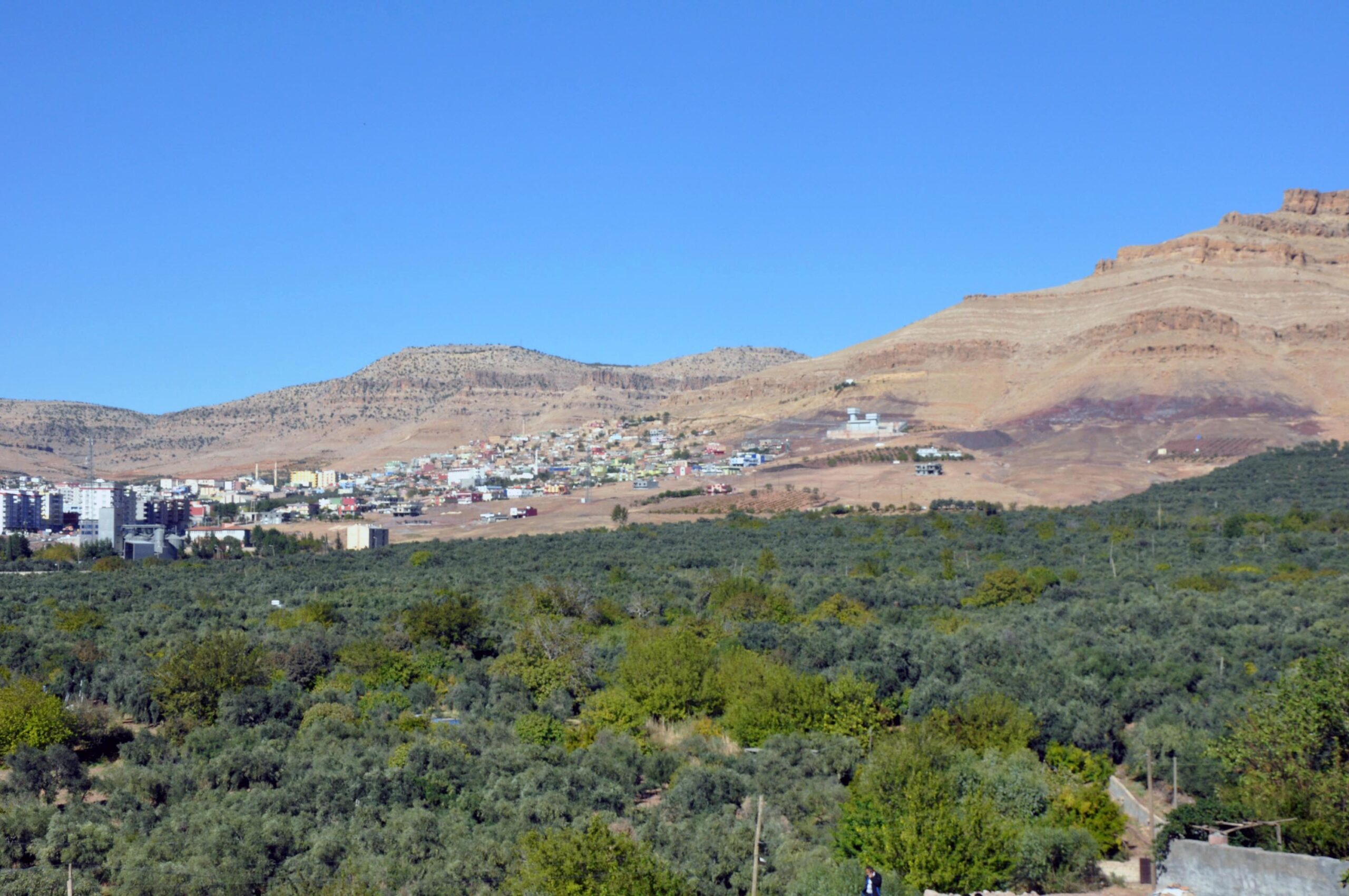 Mardin’in tescilli Derik zeytininde hasat başladı