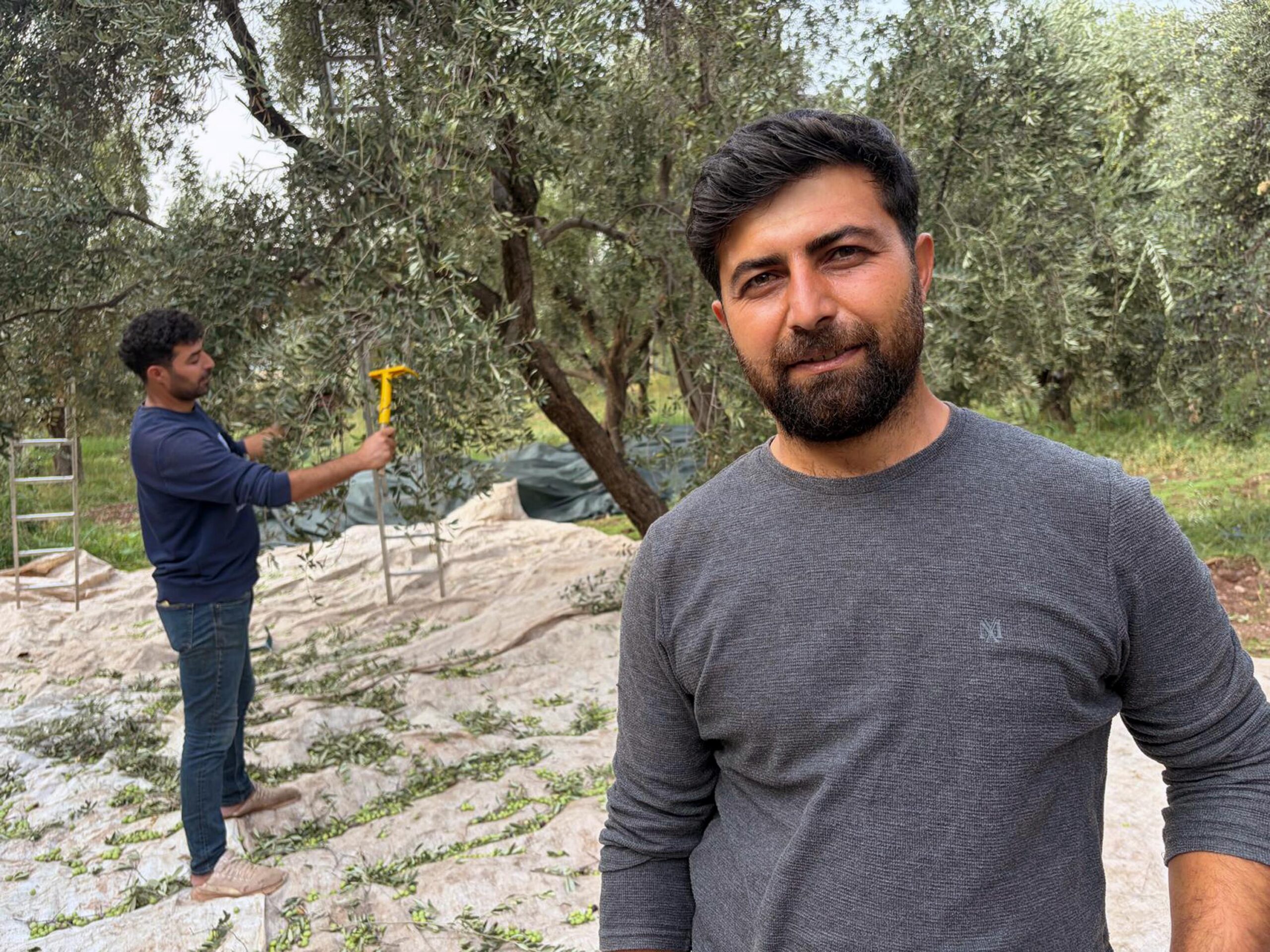 Mardin’in tescilli Derik zeytininde hasat başladı