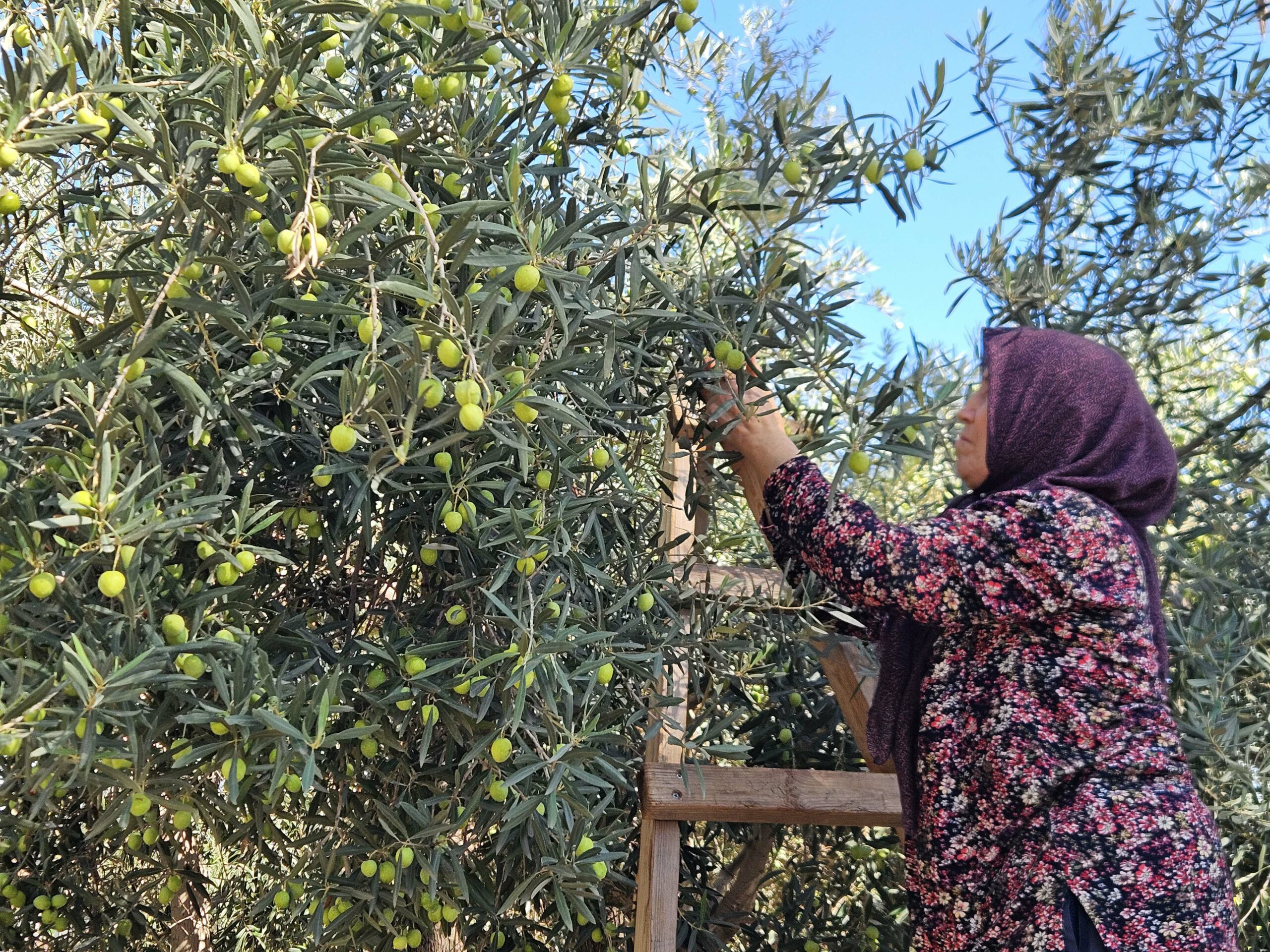 Antalya’da coğrafi işaretli ‘tavşan yüreği’ zeytininde 10 bin ton rekolte beklentisi