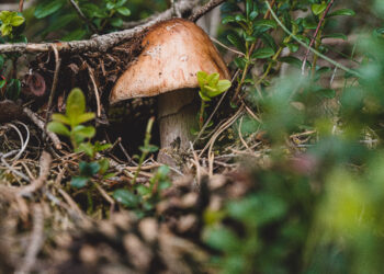 Sonbaharda mantar toplamaya çıkanlar dikkat! Mantar nerede, ne zaman ve nasıl toplanır?