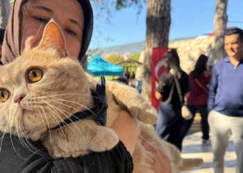 Tokat'ta kediler için güzellik yarışması: 'En Bakımlı' ve 'En Güzel' kedi seçildi