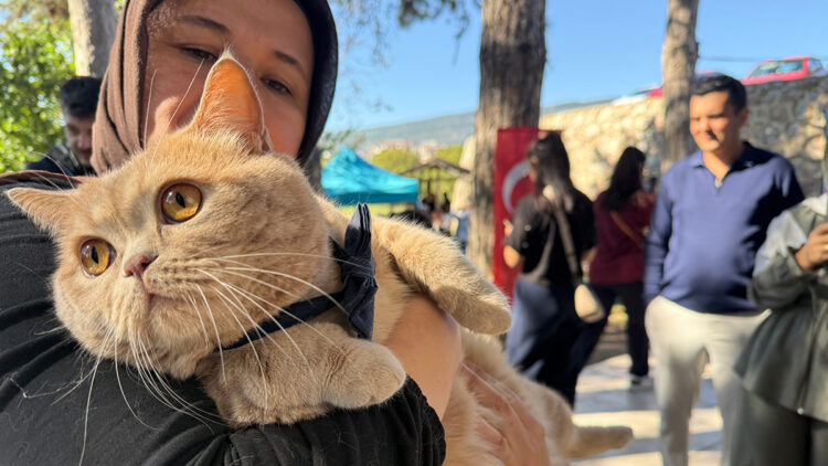 Tokat'ta kediler için güzellik yarışması: 'En Bakımlı' ve 'En Güzel' kedi seçildi