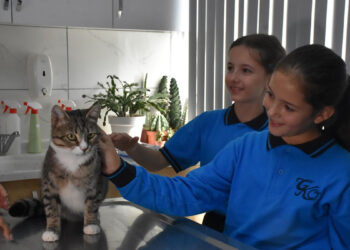 Ortaokul öğrencileri, yaralı kedi 'Kurabiye'nin tedavisi için harçlıklarını biriktirdi