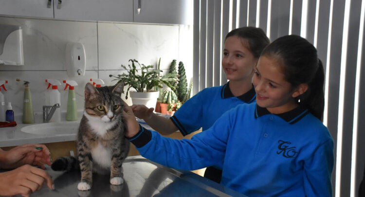 Ortaokul öğrencileri, yaralı kedi 'Kurabiye'nin tedavisi için harçlıklarını biriktirdi