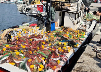 Marmara Denizi’nde kefal bereketi: Tek hamlede 1,5 ton balık tuttular